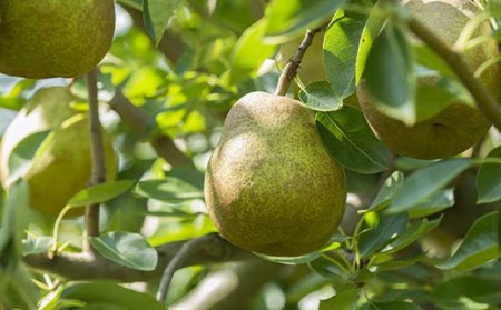 《先行予約》山形県中山町 厳選フルーツ定期便 秋冬 全3回【2025年9月開始】シャインマスカット ラ・フランス ふじリンゴ 葡萄 ぶどう ブドウ 洋ナシ 洋梨 洋なし ラフランス りんご 林檎 果物 くだもの フルーツ 連続 F4A-0371