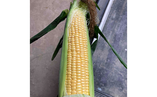 《2026年 先行予約》 山形県 中山町産 とうもろこし（スイートコーン） 約4kg（9～12本） 【青柳農園】 トウモロコシ 野菜 やさい F4A-0408