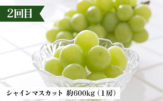 2026年先行予約 【定期便 3回】秋からの人気フルーツ定期便(2) 白桃 シャインマスカット ぶどう 葡萄 りんご サンふじりんご 果物 フルーツ 山形県 中山町 F4A-0448