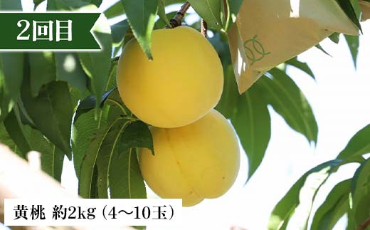 2026年先行予約 【定期便 4回】桃から始まる満足定期便(2) 桃 もも 白桃 すもも 秋姫 シャインマスカット 果物 フルーツ 山形県 中山町 F4A-0452