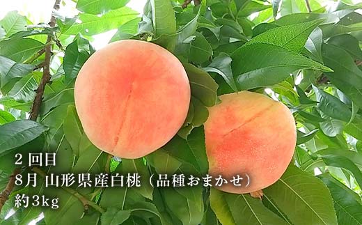 《2026年6月発送開始》山形県至高のフルーツ定期便3回！山形県特出フルーツ定期便 全3回 F4A-0458