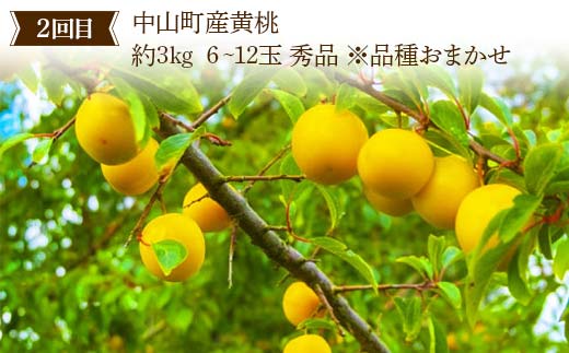 2026年8月発送開始 先行受付 山形県 至高のフルーツ！ 山形県中山町厳選フルーツ定期便B 全4回 さくらんぼ 桃 シャインマスカット ラ・フランス 山形県 中山町 F4A-0480