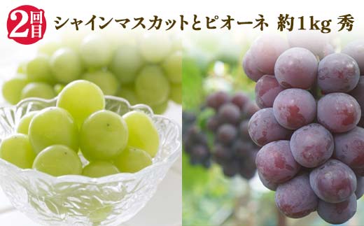 【2025年 先行予約】3回定期便 6つの美味しさ満喫フルーツ便 桃 和梨 シャインマスカット ピオーネ ラ・フランス りんご 果物 くだもの 山形県 中山町 F4A-0483