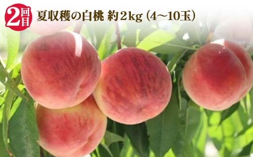 2025年先行受付 【定期便3回】人気フルーツベスト3 さくらんぼ 桃 シャインマスカット 山形県 中山町 F4A-0489