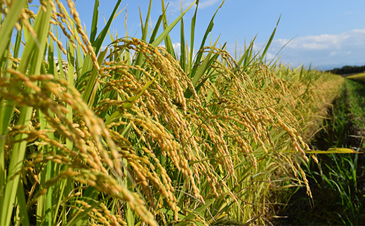【令和7年度産】 山形県産　はえぬき精米 5kg×2袋計10kg ≪2025年10月より順次発送≫ ブランド米 こめ ご飯 ごはん 白米 F4A-0500