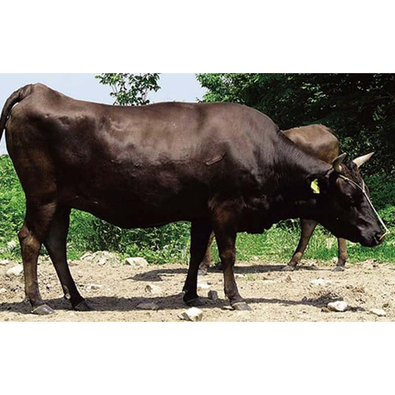 ≪数量限定≫山形県産 山形牛 ４等級以上 サーロインステーキ 400g(1枚) 冷凍 A4 黒毛和牛 和牛 牛肉 牛 肉 ステーキ 贅沢 贈答 ギフト プレゼント 自宅 家庭 F4A-0910