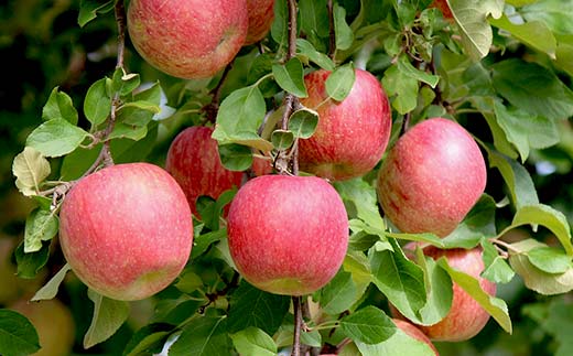 《2026年発送先行予約》山形県産サンふじりんご 秀 約3kg 林檎 リンゴ フルーツ 果物 くだもの 山形県 中山町 F4A-0913