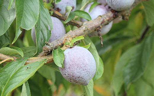 中山町産クイーンマーキュリー 約1.2kg 7～13玉程度 秀 桃 もも フルーツ すもも スモモ 山形県産 F4A-0917