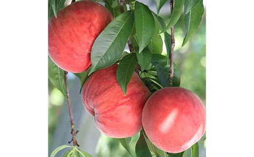 山形県産 完熟白桃おどろき 約2kg 秀 桃 もも フルーツ果物 くだもの 山形県 中山町 F4A-0919
