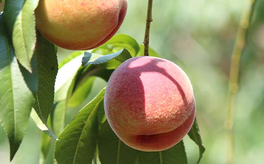 山形県産 訳あり黄桃 約2.8kg 8～13玉 桃 もも フルーツ 黄色 家庭用 F4A-0925