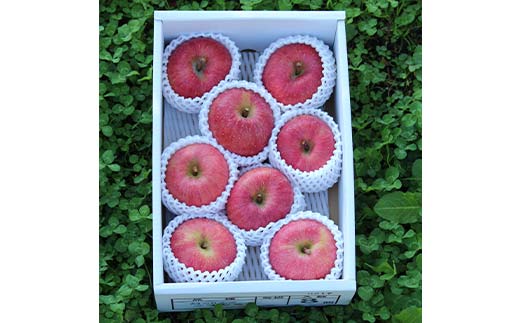 こうとく約2kg 6～13玉 こうとく 林檎 リンゴ 果物 くだもの フルーツ 山形県産 F4A-0940