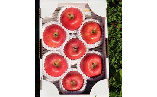 こうとく約1.5kg 5～10玉 こうとく 林檎 リンゴ 果物 くだもの フルーツ 山形県産 F4A-0941