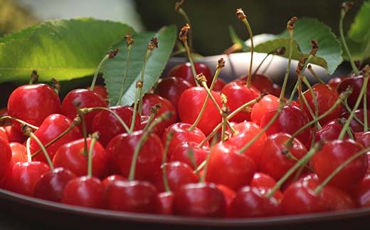 【先行受付】山形県産 さくらんぼ約180g×4パック 品種おまかせ Mサイズ以上 秀品 (佐藤錦・紅秀峰・大将錦) 果物 くだもの フルーツ 夏果物 サクランボ F4A-0945