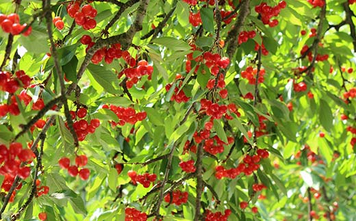 【先行受付】さくらんぼ佐藤錦 約500g L 秀化粧箱 果物 くだもの フルーツ 夏果物 サクランボ F4A-0948