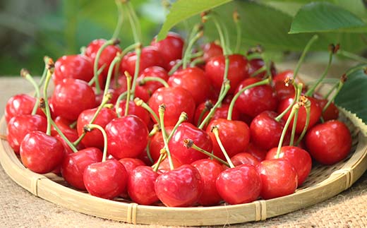 【先行受付】さくらんぼ紅秀峰 約500g L～2L 秀 化粧箱 果物 くだもの フルーツ 夏果物 サクランボ F4A-0951