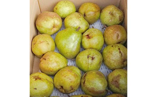 【令和8年産先行受付】山形県産高糖度「ラ・フランス」5kg 家庭用(訳あり) 玉数おまかせ らふらんす 果物 くだもの フルーツ 中山町 訳あり 自宅用 F4A-0953