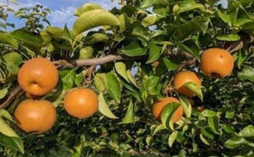 農家直送「和梨」約2kg 中山町 渡辺ファーム 山形県産 梨 なし ナシ 果物 くだもの フルーツ F4A-0954