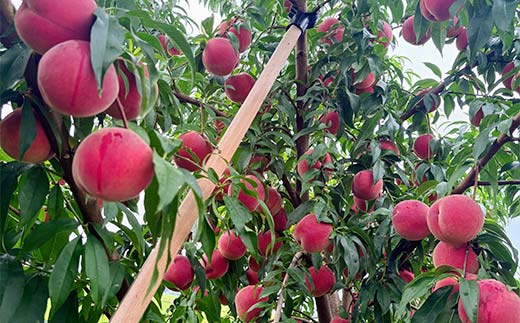 【ご家庭用】令和7年産 先行受付 農家直送「白桃」約2kg(4～7玉) 品種おまかせ 山形県 中山町 F4A-0955