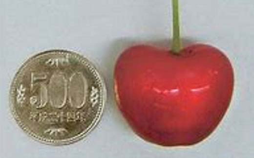 令和8年産【先行受付】山形県産さくらんぼ＜やまがた紅王＞特秀品30粒 プレミアム 4L 期間限定 数量限定 山形県産 サクランボ フルーツ 果物 くだもの 贈答 F4A-0970