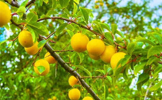 《2026年産 先行受付》山形県産　白桃・黄桃ミックス 秀品 約3kg 柔らかくなる桃 品種・玉数 おまかせ果物 くだもの 桃 もも フルーツ 白桃 山形県産 F4A-0974