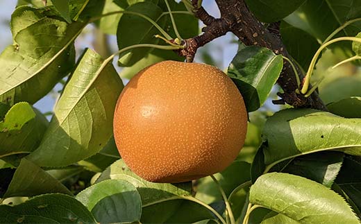 【2026年先行予約】農家直送「家庭用 品種おまかせ和梨」約3kg 中山町 渡辺ファーム 幸水 豊水 南水 ナシ くだもの 果物フルーツ F4A-0987