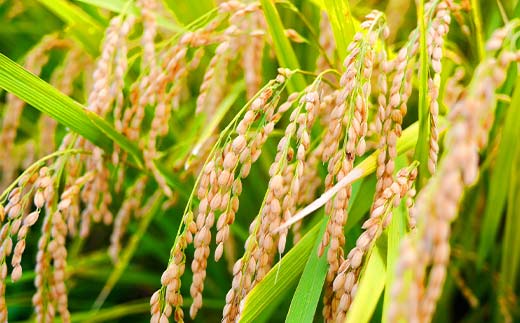 【令和7年度産】 山形県産　雪若丸無洗米 5kg ≪2025年10月より順次発送≫ ブランド米 こめ ご飯 ごはん 白米 エコ 節水 F4A-0983