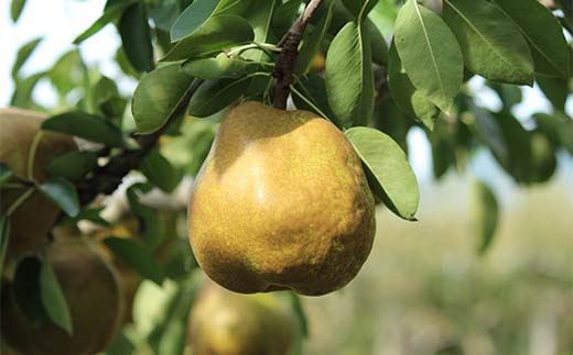 《2026年発送先行予約》山形県産ラ・フランス約1.5kg 約2kg L～4L らふらんす 果物 くだもの フルーツ 山形県産 F4A-1005