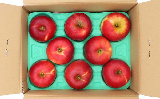 《2026年発送先行予約》紅玉 約1.8kg 秀 紅玉 林檎 リンゴ 果物 くだもの フルーツ 山形県産 F4A-1006