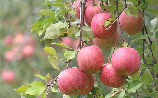 《2026年発送先行予約》山形県産 葉取らず完熟サンふじりんご 秀 約3kg 林檎 リンゴ フルーツ 果物 くだもの 山形県 中山町 F4A-1008