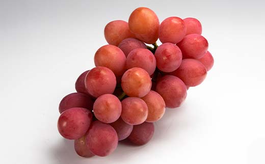 ≪2026年 先行予約≫クイーンニーナ1房入り（やまのべ多田農園のぶどう）山形県産 フルーツ 果物 くだもの 葡萄 ブドウ 贅沢 F4A-1009