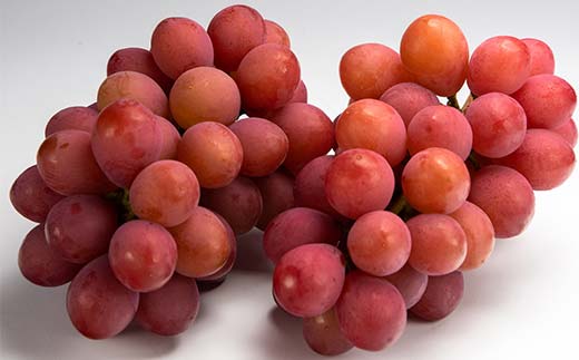 ≪2026年 先行予約≫クイーンニーナ2～3房入り（やまのべ多田農園のぶどう）山形県産 フルーツ 果物 くだもの 葡萄 ブドウ 贅沢 F4A-1010