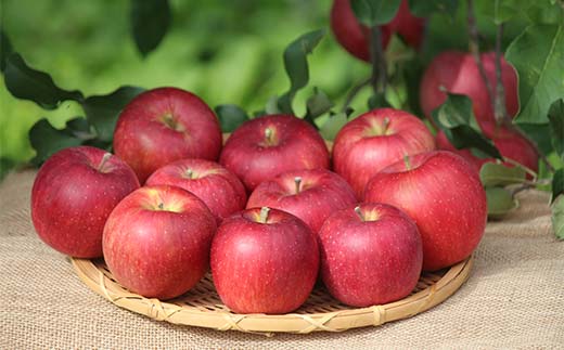 《2026年発送先行予約》山形県産りんご シナノスイート 約2kg 5～8玉 林檎 リンゴ 果物 くだもの フルーツ 山形県産 F4A-1014