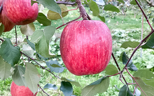 ≪2025年先行予約≫ 農家直送 山形県中山町産 小玉サンふじりんご 約2.5kg（11~12玉） 数量限定 渡辺ファーム数量限定 渡辺ファーム 渡辺ファーム 山形県産 リンゴ 林檎 フルーツ 果物 くだもの F4A-0079