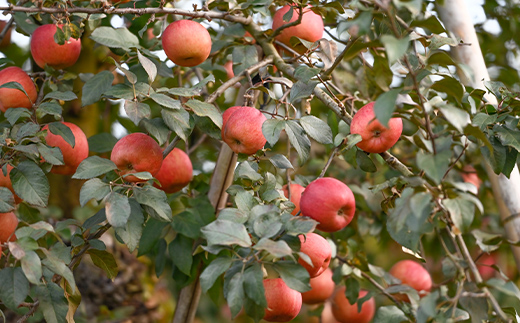 《2026年先行予約》山形県産 高徳 りんご 約2kg（6～12玉）2026年10月下旬頃から順次発送 くだもの 果物 フルーツ 秋果実 リンゴ 林檎 小玉 蜜 ギフト 化粧箱 産地直送 F4A-0348