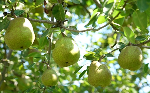 《2026年度先行予約》山形県産 ラ・フランス 秀品 約3kg（8～14玉） 果物 くだもの フルーツ 梨 ナシ ラフランス 洋梨 洋なし 洋ナシ 山形県 中山町 F4A-0354