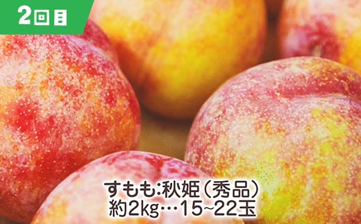 【2026年先行受付】《定期便3回》元気の郷 中山町フルーツ定期便 ～満足サイズ～ 佐藤錦 秋姫 シャインマスカット さくらんぼ サクランボ 葡萄 ぶどう ブドウ すもも スモモ 山形県産 フルーツ 果物 くだもの F4A-0392