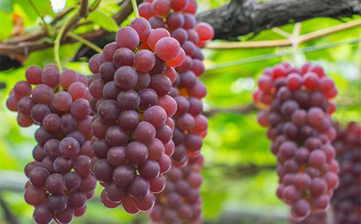 《先行予約》2025年度発送【山形県産フルーツ定期便5回】さくらんぼ・デラウェア・秋姫・ラ・フランス・りんご F4A-0402