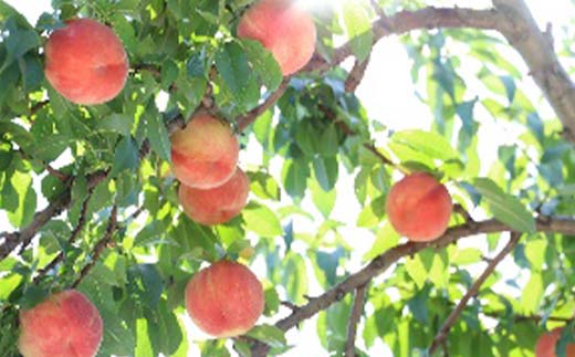 《2026年先行予約》山形県産 大人気！ 夏の収穫 白桃 約5kg（11～20玉） 桃 もも フルーツ くだもの 山形県 中山町 F4A-0425