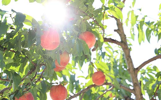 《2026年先行予約》山形県産 リピータ続出！秋の収穫 白桃 約5kg（11～20玉） 桃 もも フルーツ 果物 くだもの 山形県 中山町 F4A-0428