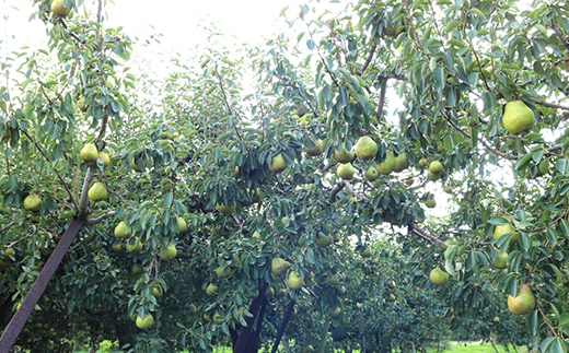 2026年先行予約 山形県 果物女王 ラ・フランス 約2kg（4～9玉） 梨 洋梨 フルーツ 果物 くだもの 山形県 中山町 F4A-0435