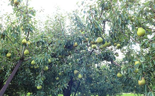 2026年先行予約 山形県 果物女王 ラ・フランス 小玉 約5kg（24～28玉） 梨 洋梨 フルーツ 果物 くだもの 山形県 中山町 F4A-0436