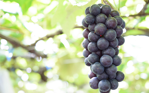 2026年先行予約 【定期便 3回】葡萄だらけの定期便 デラウェア スチューベン シャインマスカット ぶどう 葡萄 果物 フルーツ 山形県 中山町 F4A-0445