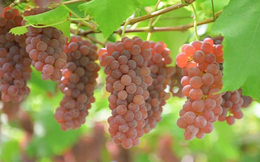 ≪2026年先行予約≫山形県産 デラウェア 1.8kg(9～16房) 秀品 2026年8月上旬から順次発送 種無し 食べやすい ぶどう ブドウ 葡萄 くだもの 果物 フルーツ 夏果実 数量限定 F4A-0529