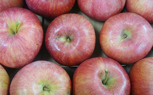 《先行予約》2026年度発送 山形県産 ご家庭用りんご10kg  F4A-0995