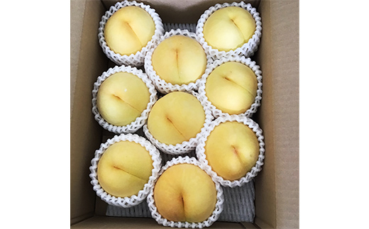 【2026年先行予約】山形県中山町産黄桃 品種おまかせ（黄金桃、スイート光黄、黄ららの極み、黄貴妃 他）秀品 3kg 期間限定 数量限定 山形県産 もも モモ フルーツ 果物 F4A-0045