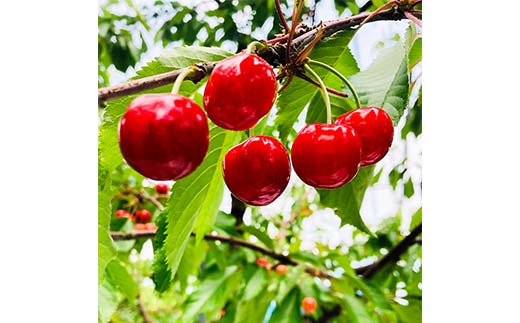 《2026年先行予約》山形県中山町産さくらんぼ《紅秀峰特秀品》 700g 2Lサイズ以上 数量限定 山形県産 サクランボ フルーツ 果物 F4A-0102