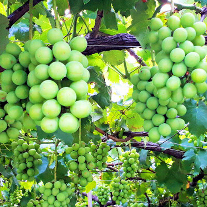 【2026年先行予約】山形県中山町産特大大粒シャインマスカット 約700g～約800g(1房) 期間限定 数量限定 山形県産 フルーツ 高級 贅沢 ぶどう ブドウ 葡萄 F4A-0105