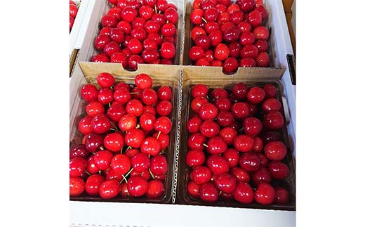 《2026年先行予約》山形県中山町産さくらんぼ《佐藤錦特秀品》 700g Lサイズ以上 山形県産 サクランボ フルーツ 果物 F4A-0106