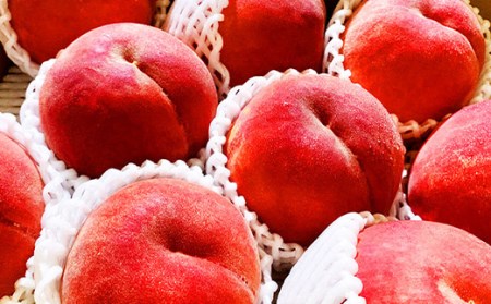 《先行予約》山形県中山町 厳選フルーツ定期便 全7回 【2025年6月開始】 F4A-0368