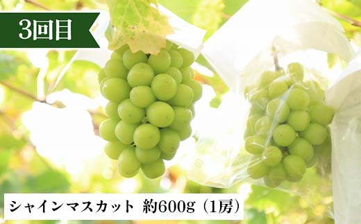 2026年先行予約 【定期便 3回】桃から始まる満足定期便(1) 桃 もも 白桃 すもも 秋姫 シャインマスカット 果物 フルーツ 山形県 中山町 F4A-0451